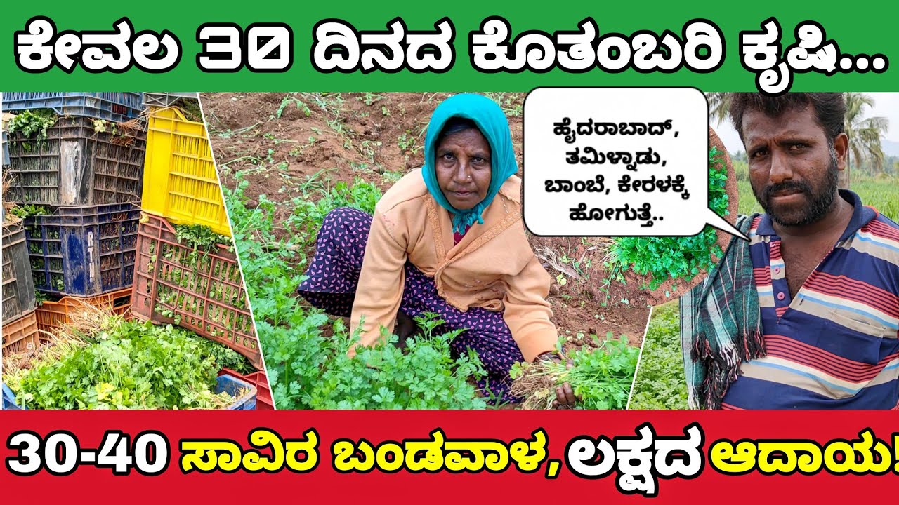 ಎಕರೆಗೆ 30 ರಿಂದ 40 ಸಾವಿರ ಬಂಡವಾಳ, ಲಕ್ಷದ ಆದಾಯ | ಒಂದು ತಿಂಗಳ ಕೊತ್ತಂಬರಿ ಕೃಷಿ