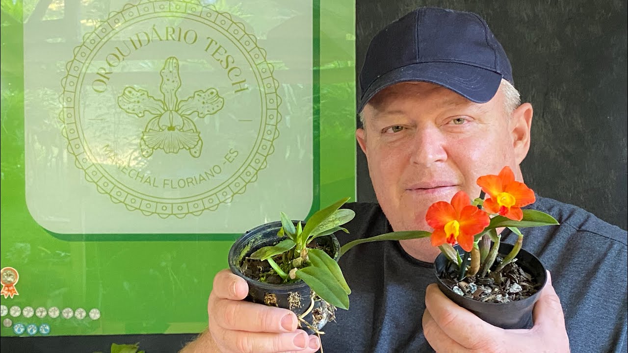Mudas de Orquídeas à Venda | NOVIDADES!