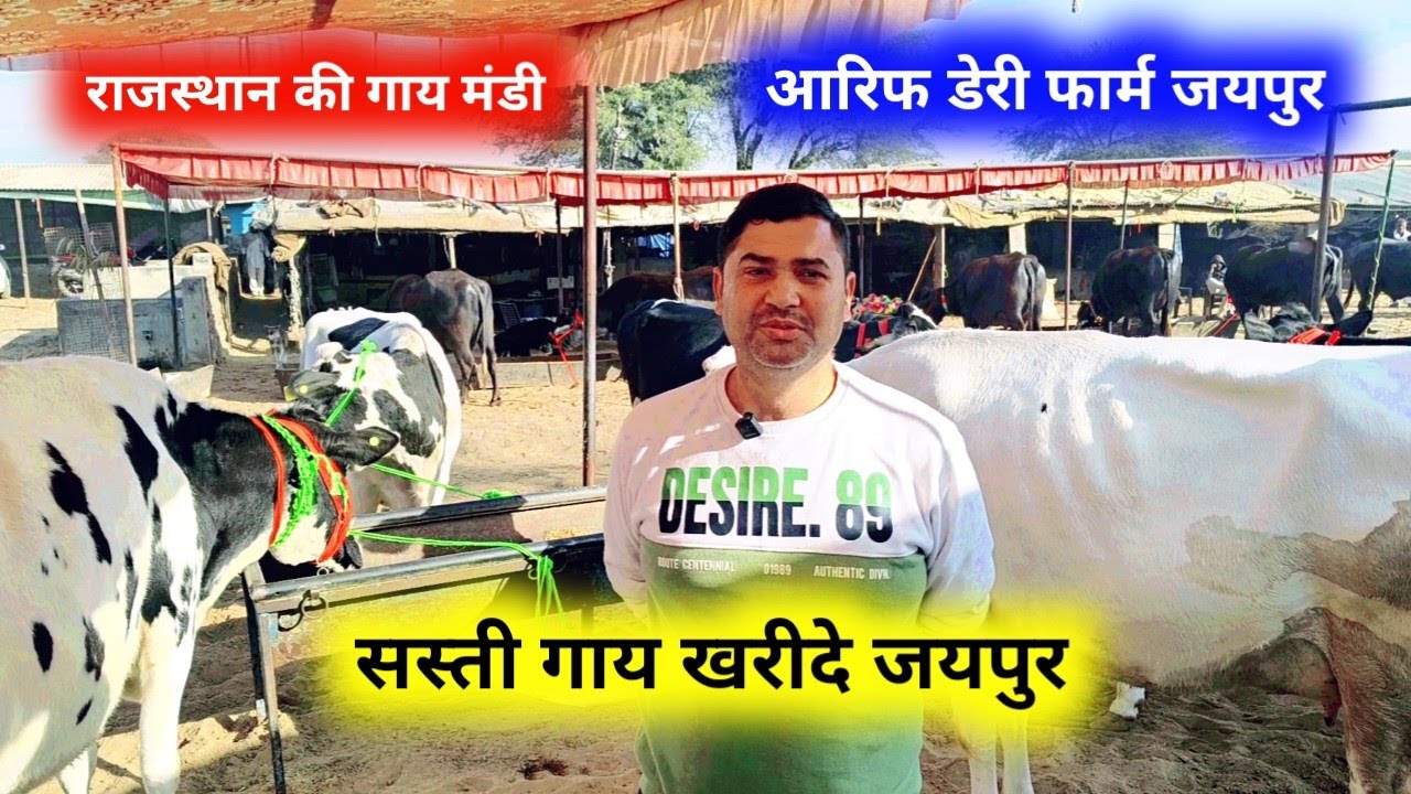 गाय खरीदे आरिफ dairy farm Jaipur | jaipur Pashu hatwada | jaipur cow Mandi 24 दिसंबर 2025