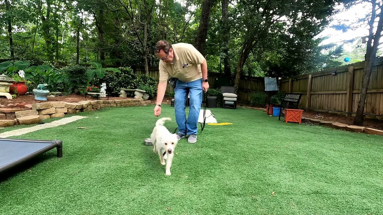How to Teach Your Puppy a Recall - The Perfect Skill for a Safe Home