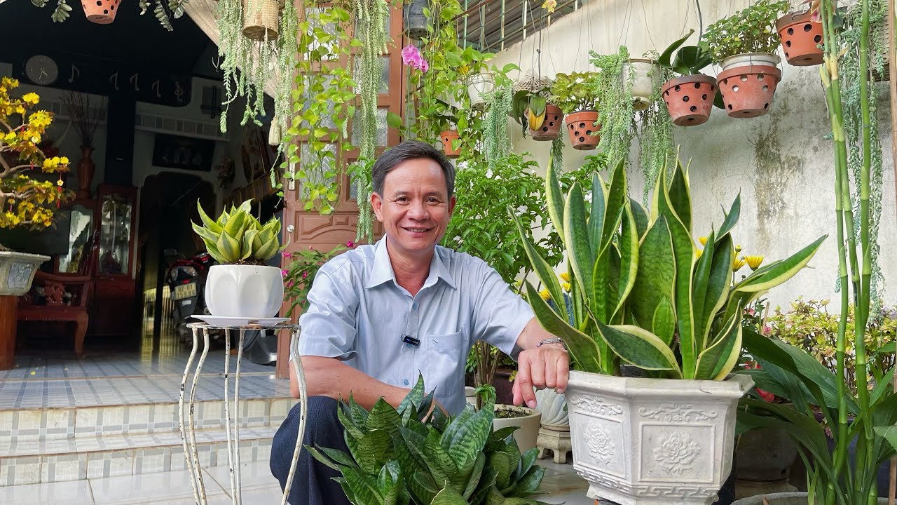C&acirc;y lưởi hổ c&ocirc;ng dụng tuyệt vời &iacute;t người biết