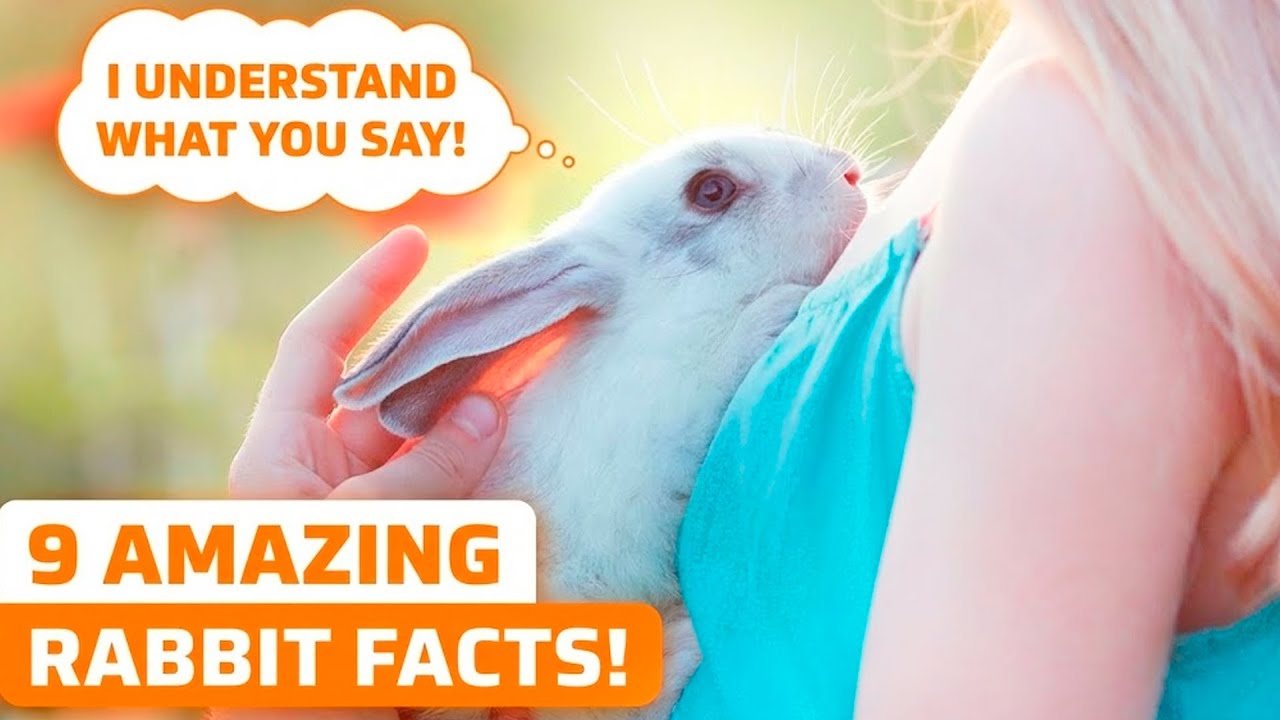 9 AMAZING FACTS ABOUT RABBITS (and their special characteristics)