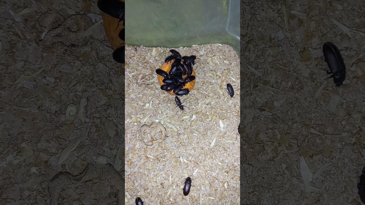 tenebrio molitor