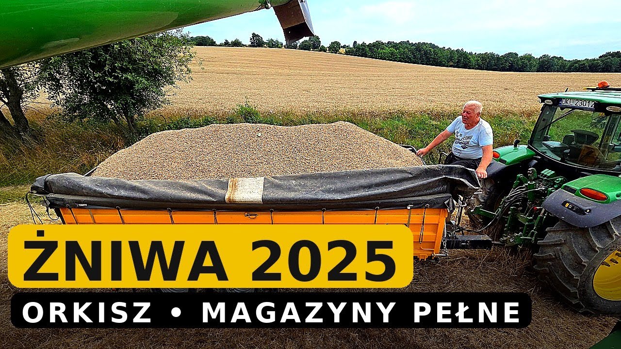 ŻNIWA 2025 - szarpane zbiory orkiszu | Magazyny zasypane, a Szeryf nie nadąża! Nastawy kombajnu