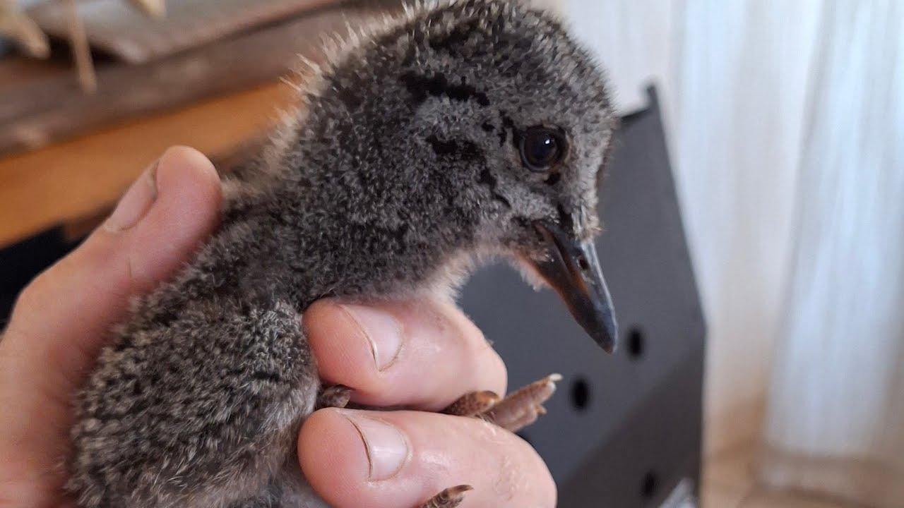 Rescuing a mystery bird and catching a flying fish.