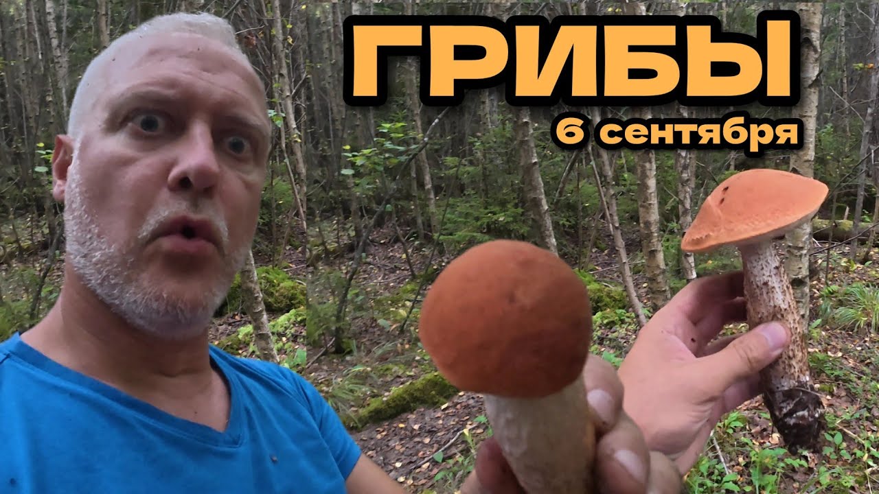 Собираем ГРИБЫ. Много подосиновиков! 6 сентября, Латвия, регион Курземе 