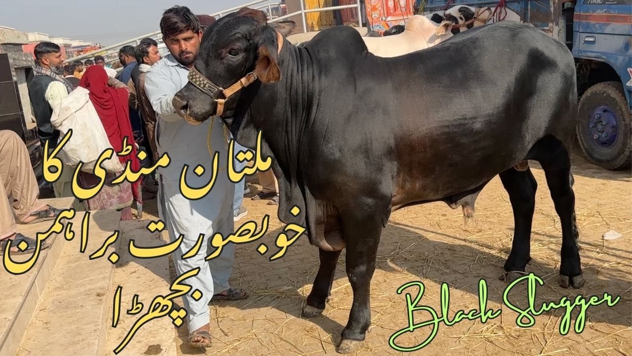 Multan Cow Mandi Main Aj Bht Zaida Mall Tha Janwer Hi Janwer ЧЕРНЫЙ СЛАГГЕР @SSTvs