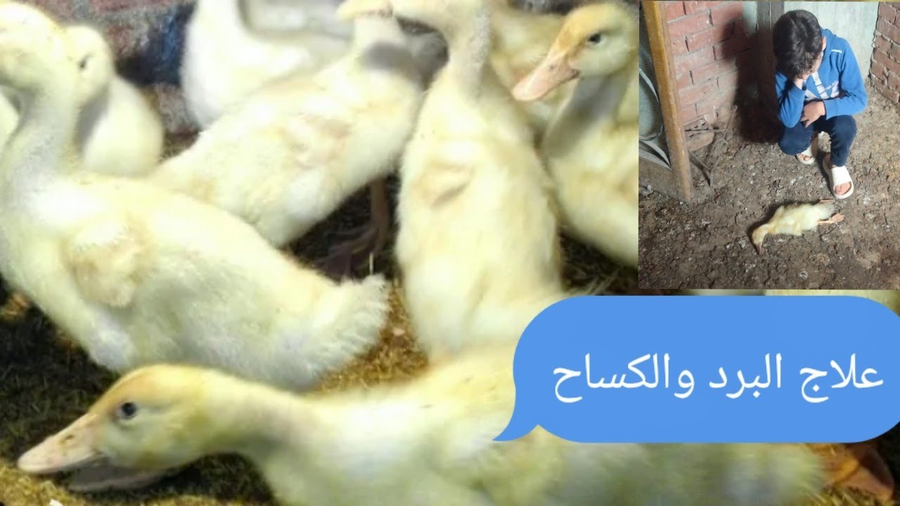 علاج البرد عند البط البيور والكششان وخلطة علف توفر معنا كثير