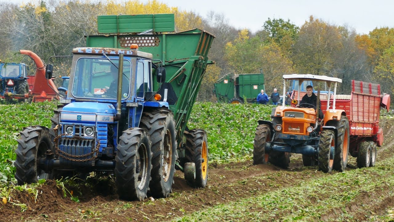 Vintage Sugarbeet Harvest Day Denmark 2025 - Rebild Veterantraktor