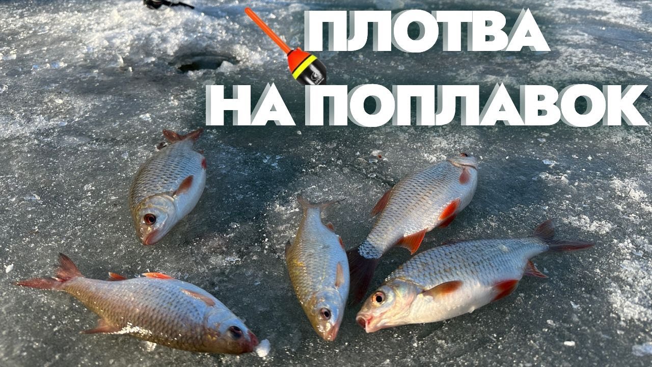 ЛОВЛЯ КРУПНОЙ ПЛОТВЫ ЗИМОЙ! ПОКЛЕВКА ПЛОТВЫ НА ПОПЛАВОК! ЗИМНЯЯ РЫБАЛКА!