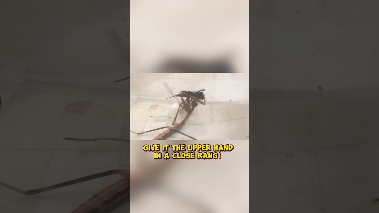 Robber Fly vs. Mantis: Fight Between Two Ambush Predators 😨☠️ #shorts #animals #wildlife