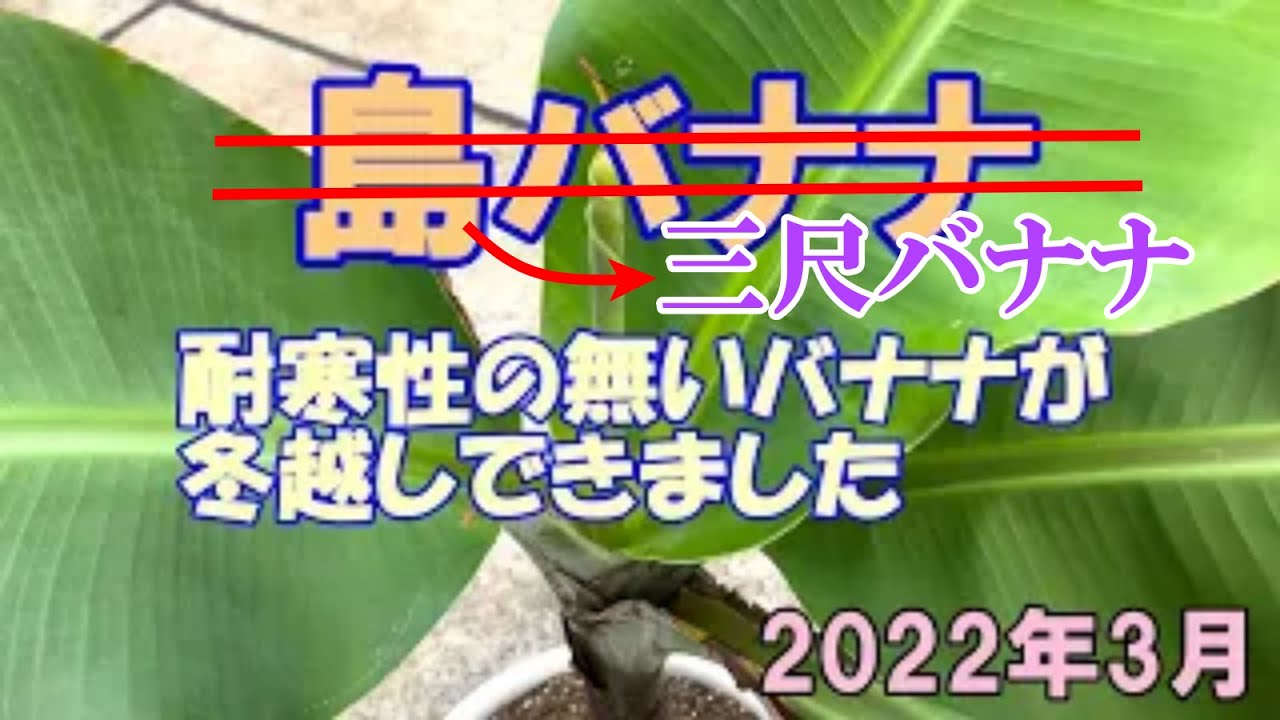 バナナの冬越し