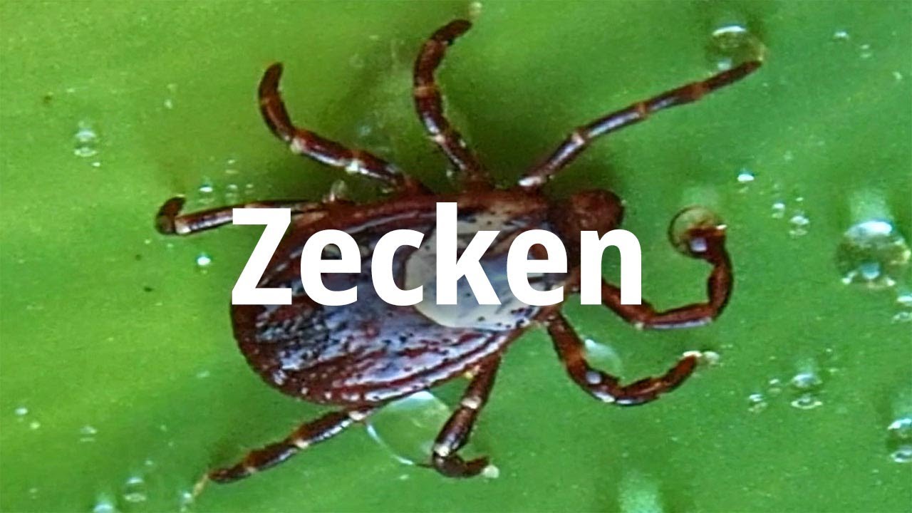 Zecken - Was tun? Sprechstunde: Zeckenstich