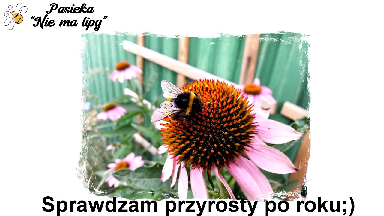 Rośliny miododajne i obronne na suchą glebę 2022r. Obsadzanie pasieki, nieużytków, poprawianie bazy.