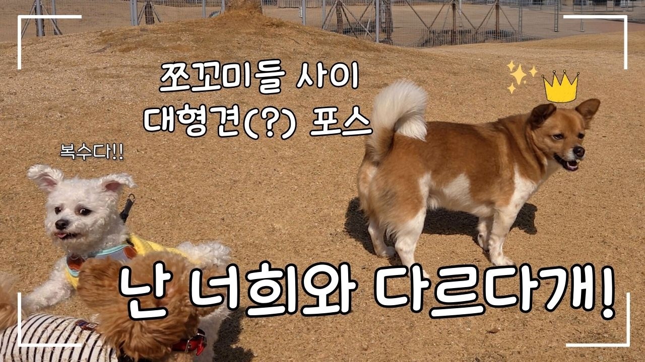 꽃 구경은 핑계고 놀이터 기강 잡기! 동백꽃길 쫄보가 대형견(?)으로 변신한 사연 🐕🌊 (노산공원·진널 전망대·진주휴게소)