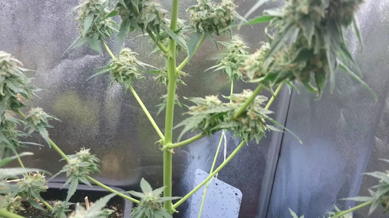 AMVgrow's New Channel: A.M.V. Seeds (A Marijuana Vision Seeds)
