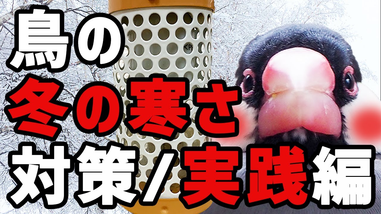 【保存版】冬の寒さ対策〜②実践編〜（インコ・オウム・鳥）