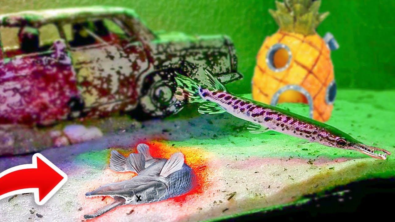 Meu peixe jacaré é um canibal…