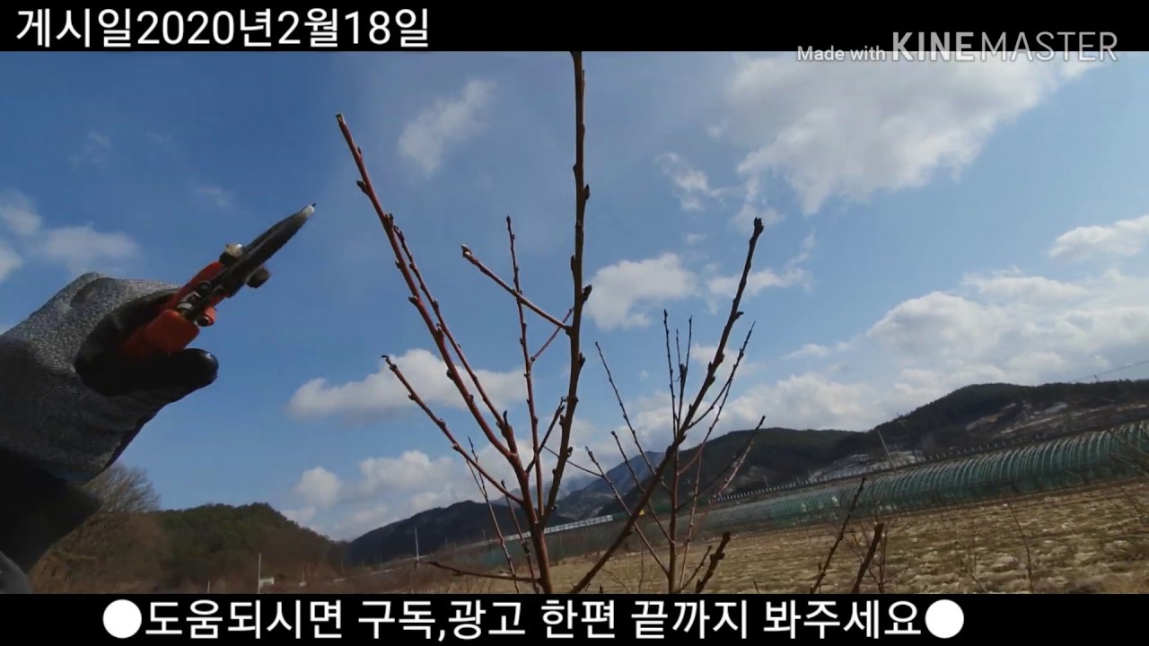 2년생 골격 만들기/복숭아 2년생 수형 잡기