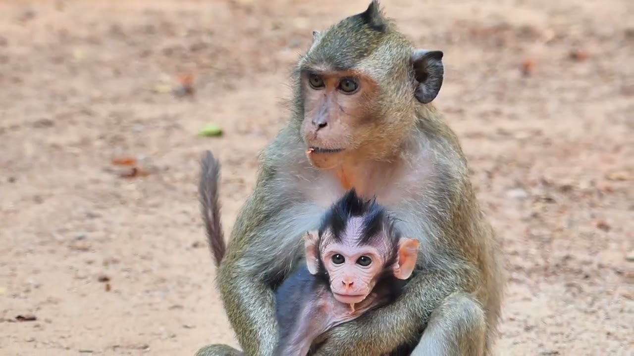 Amazing young child take baby from Jinx monkey aways, She steady want take baby back