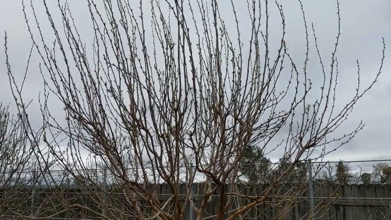 Карликовая шелковица сорта Gerardi dwarf mulberry
