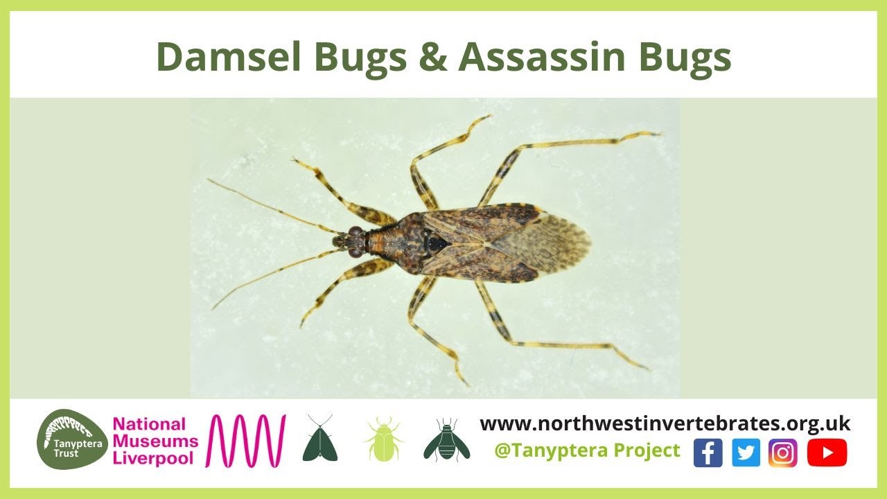 Damsel Bugs and Assassin Bugs