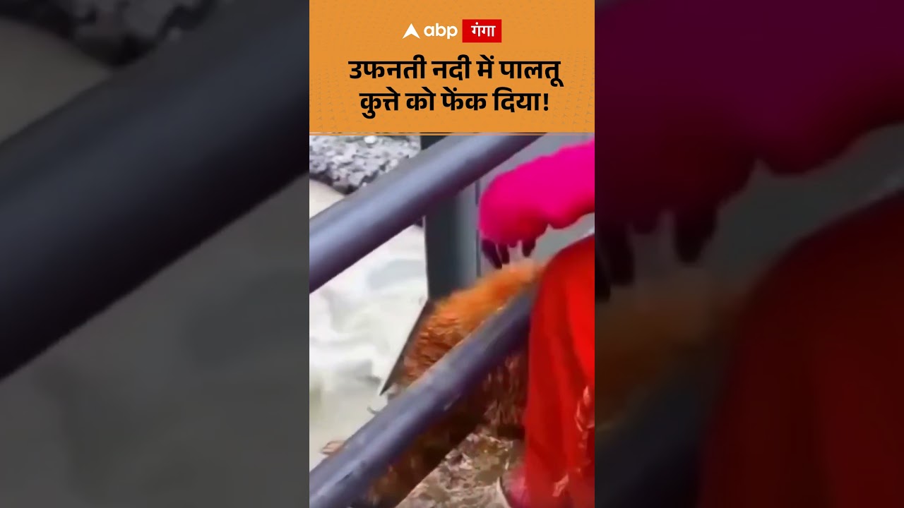 Viral Video: उफनती नदी में पालतू कुत्ते को फेंक दिया! | ABP GANGA