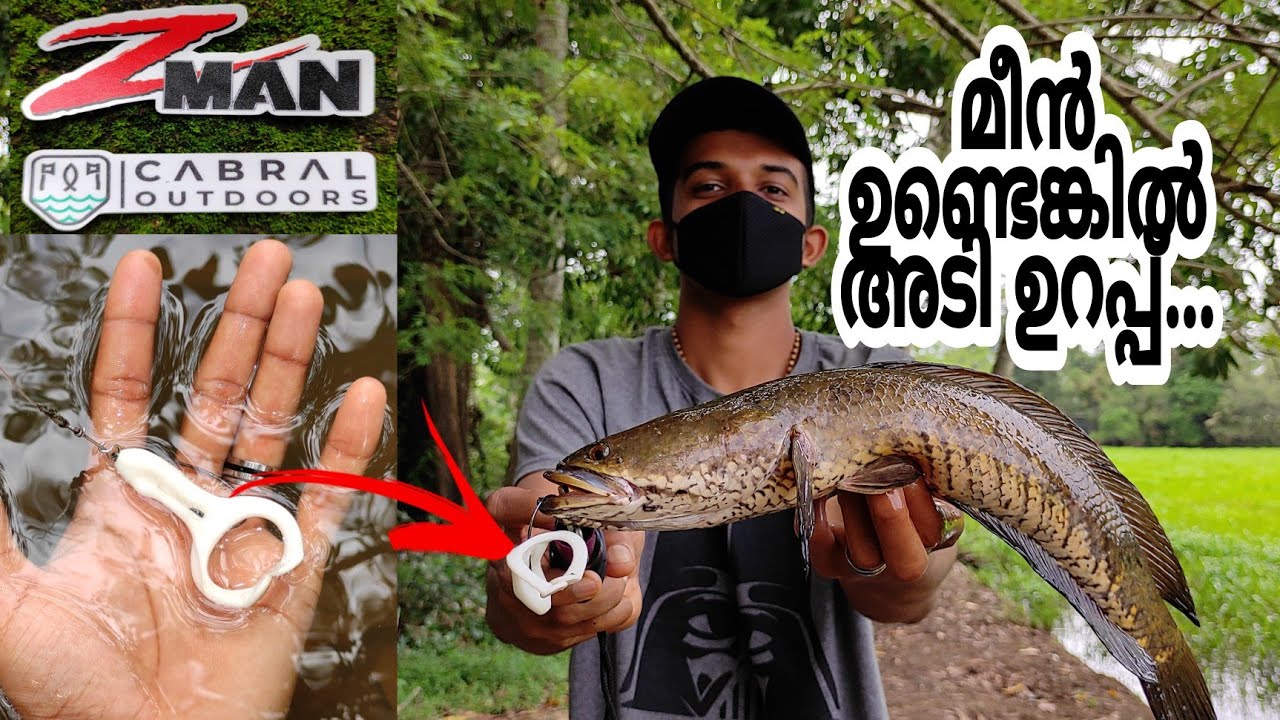മീൻ ഉണ്ടോ....? അടി ഉറപ്പ്💯 #cabraloutdoors#zmanflipfrog#zmanflipfrogreview#snakeheadfishing#🐬🐬