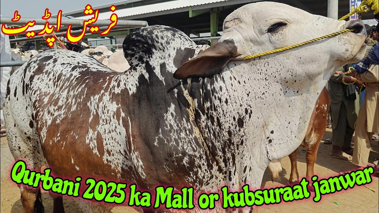 Qurbani 2025 ka Mall or kubsuraat janwaroo ki latest fresh update
