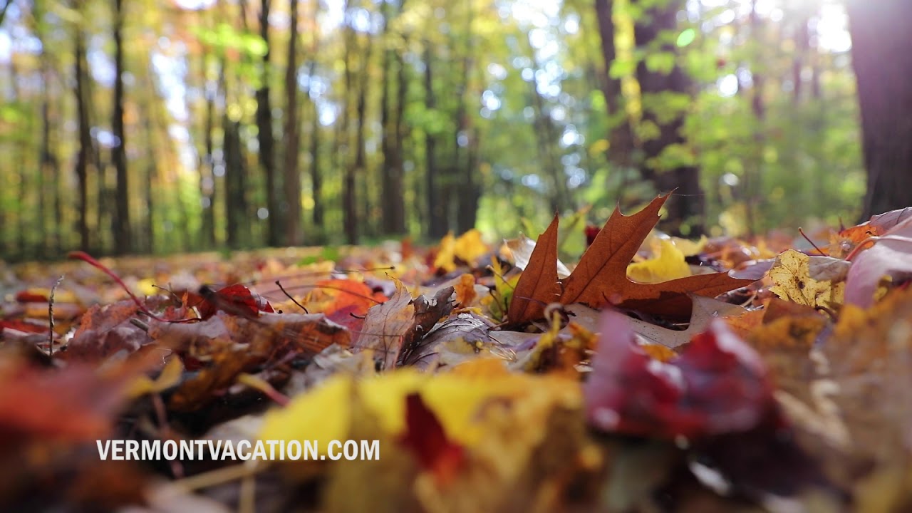 Past Peak Foliage: The Woods Open Up