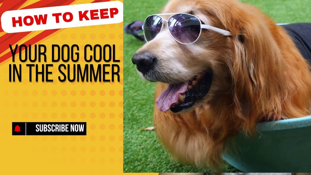 How to Keep Your Dog Cool in the Summer Fun Tips! 🐶☀️