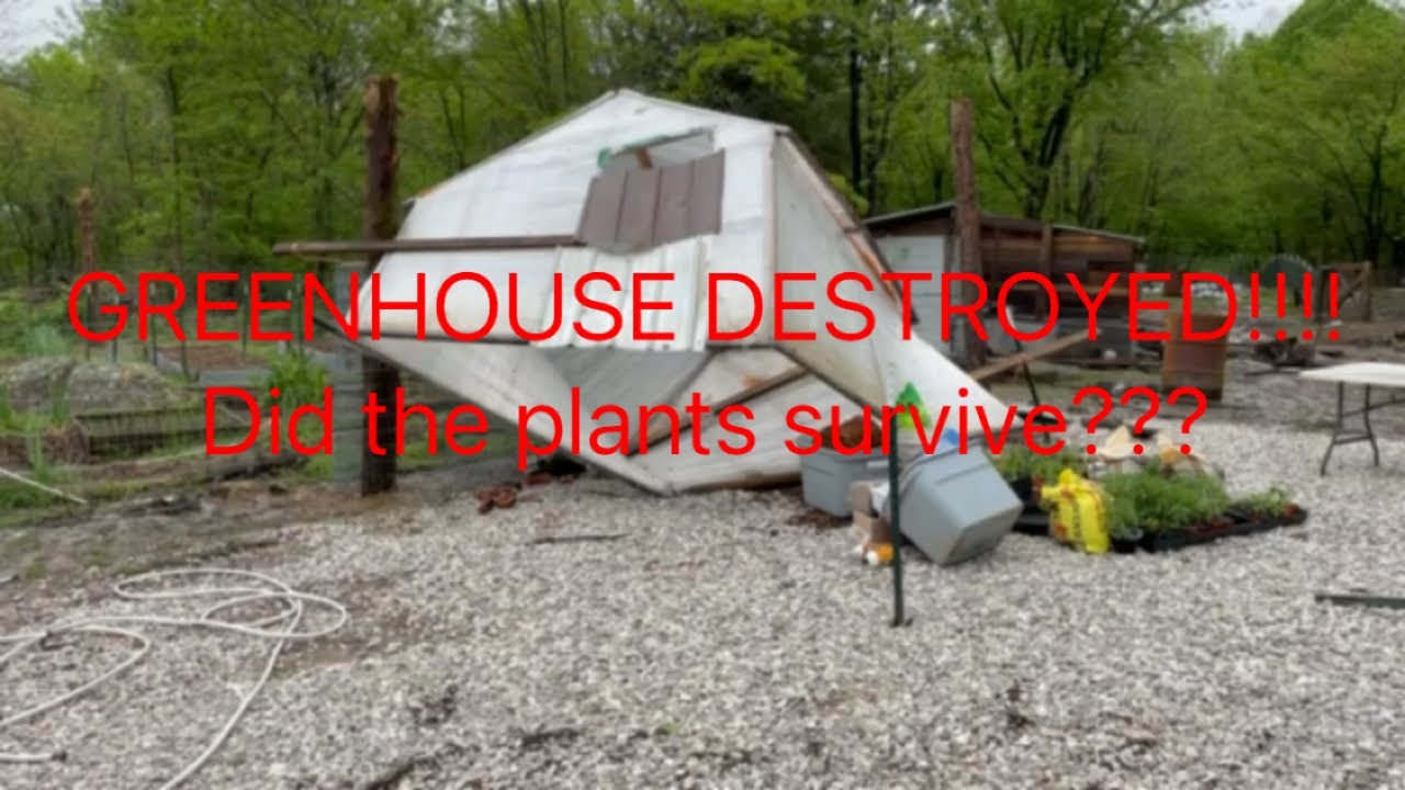 Crazy storm in the Ozarks!!! Greenhouse destroyed! Did the plants survive?!