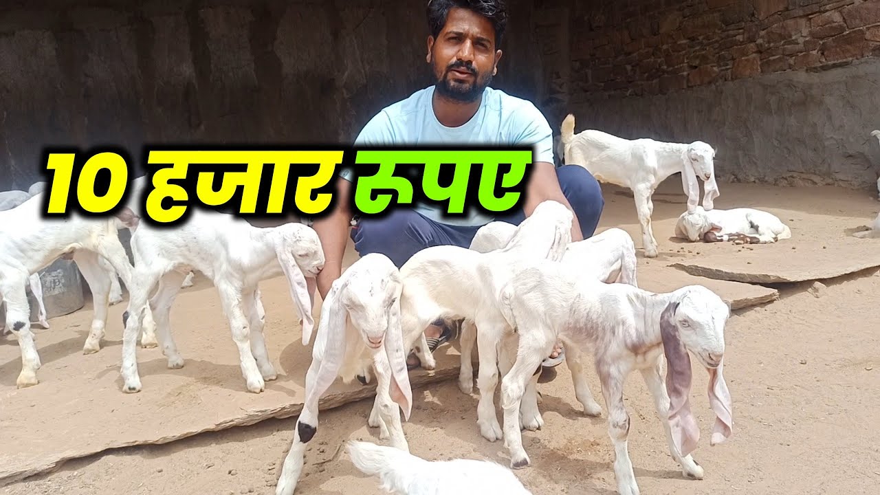 10 हजार के बच्चे #goatfarm #बकरीपालन #sojat #youtubelongvideo