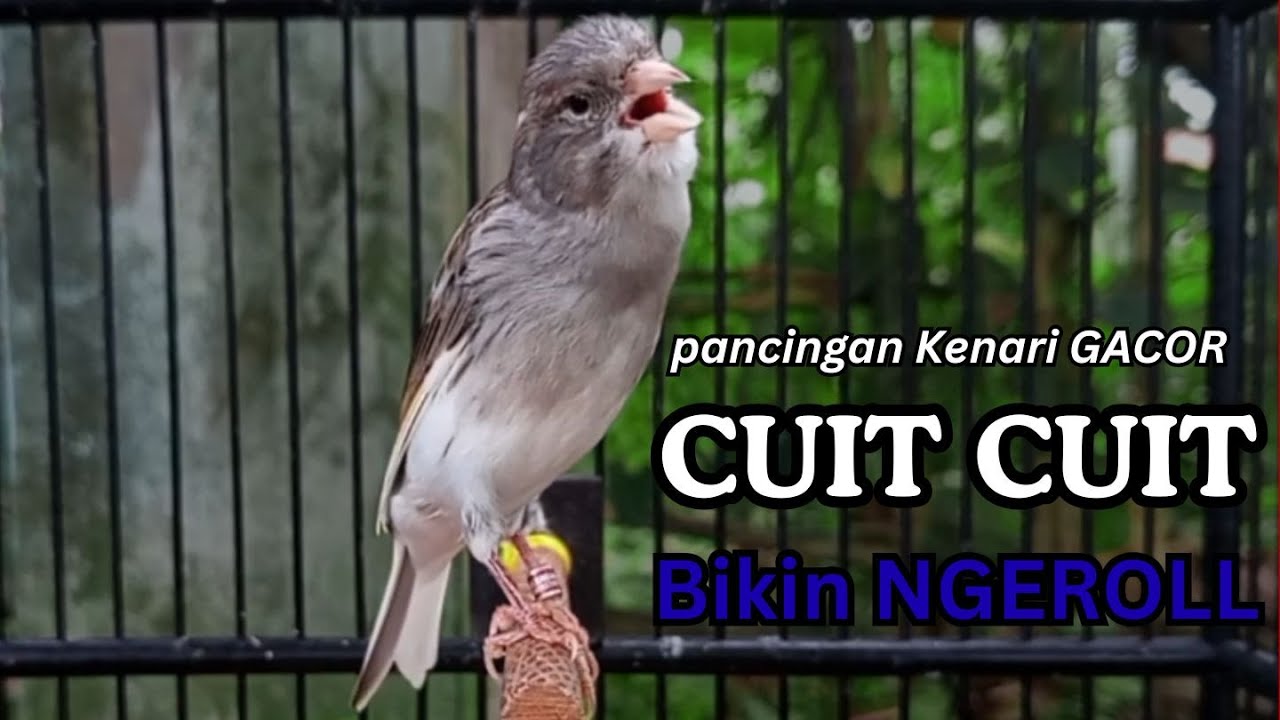 Kenari GACOR !! Pancingan KENARI PAUD Belajar Bunyi UNTUK Kenari Belajar Bunyi Ngeriwik