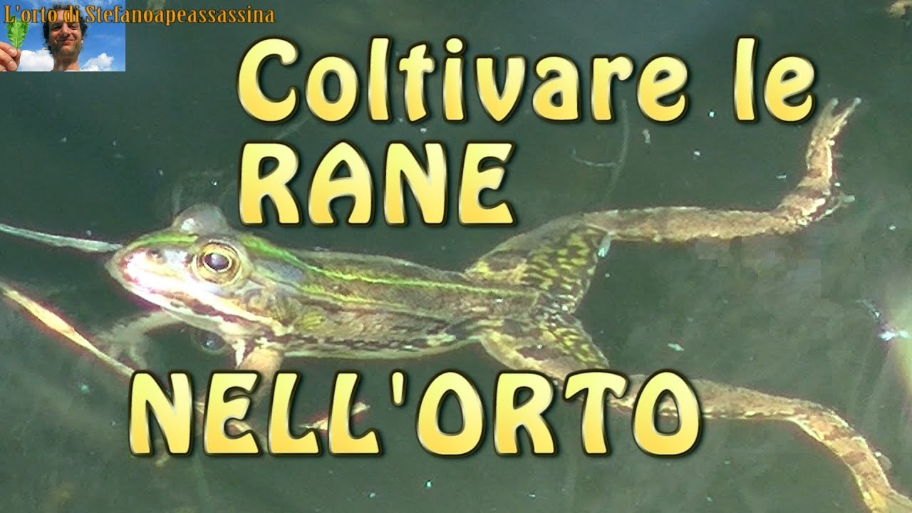 10 l'orto di Stefanoapeassassina - RANE e GIRINI l'importanza degli anfibi e predatori in un orto