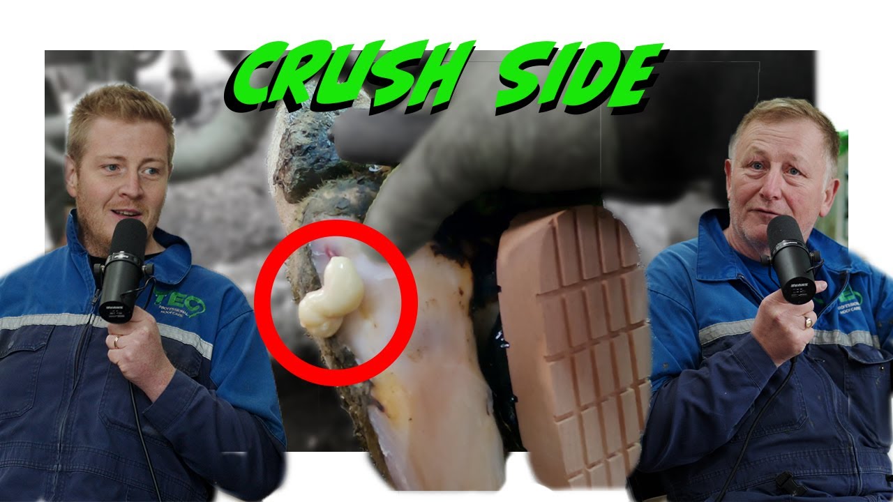 We're back and HOOVES are POPPING OFF | Crush Side