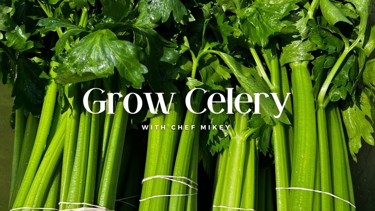 Stop wasting time and money: Discover the real profits of growing celery
