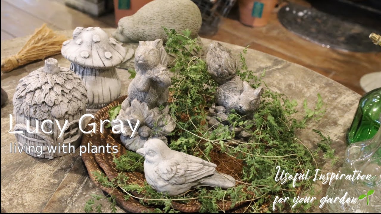 【秋分】秋の風香るLucyGray9月のショップツアー/ビオラの生産の様子も公開！