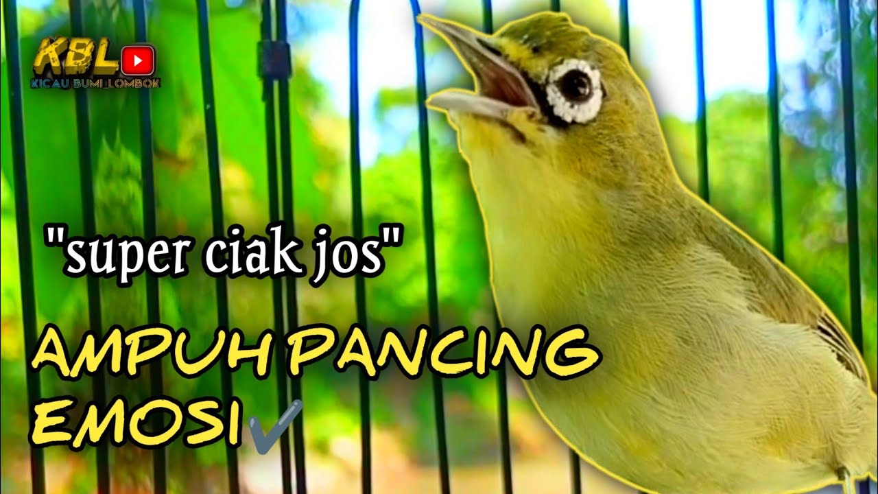 CIAK CIAK JOSS KECIAL KUNING AMPUH||PANCINGAN KECIAL MALAS BUNYI||
