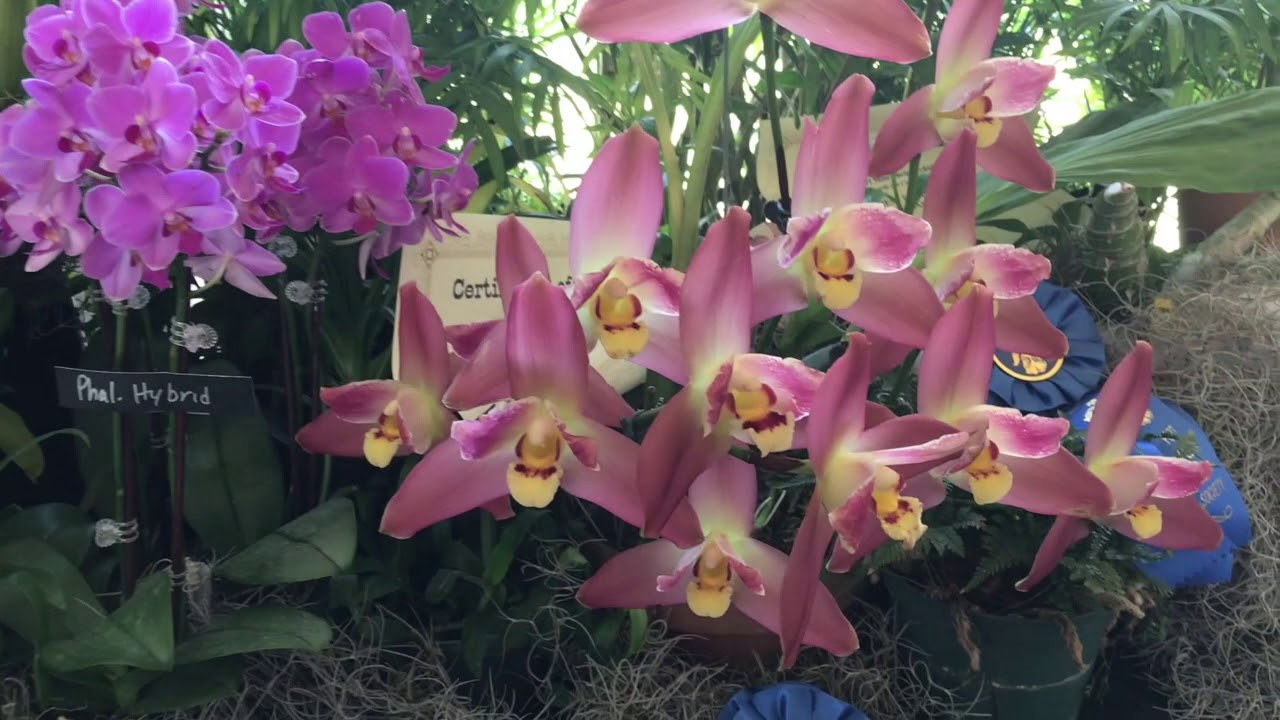 Orchids In The Garden! 2019 Port St. Lucie Orchid Society Show