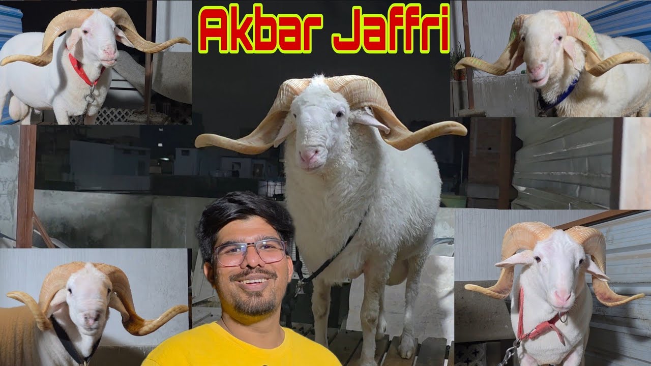 Part 2 The Legend Akbar Jaffri | Kabra Bhuljaoge White Tyaari Dekh | The Heavy Collection Hyderabad.