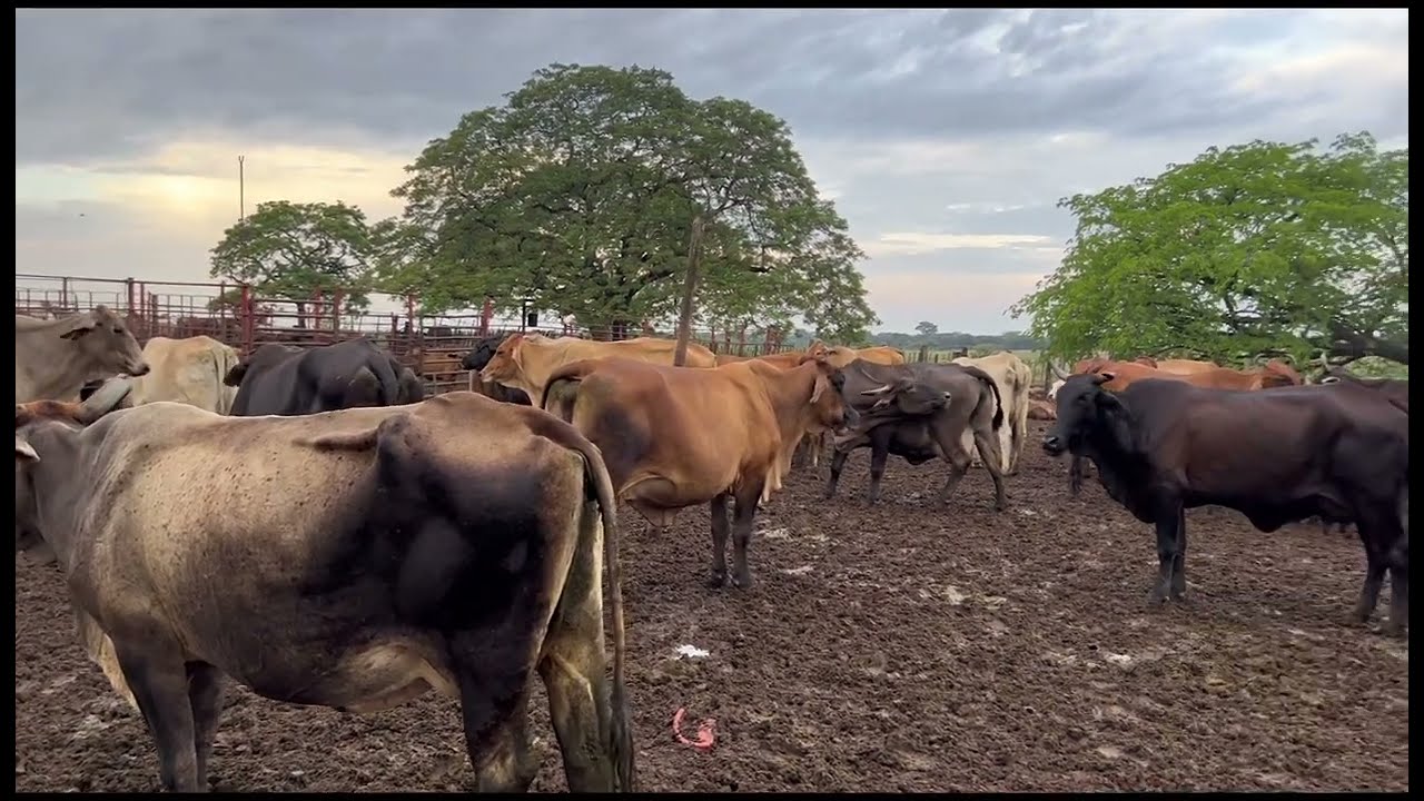 Madre tierra, cria y cosecha