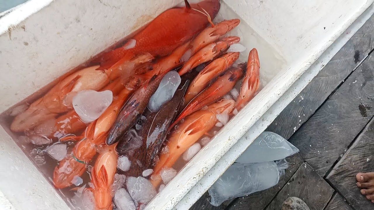 Umpan Bulu Ayam | Hasil Mancing Kali Ini Langsung Kita Jual!