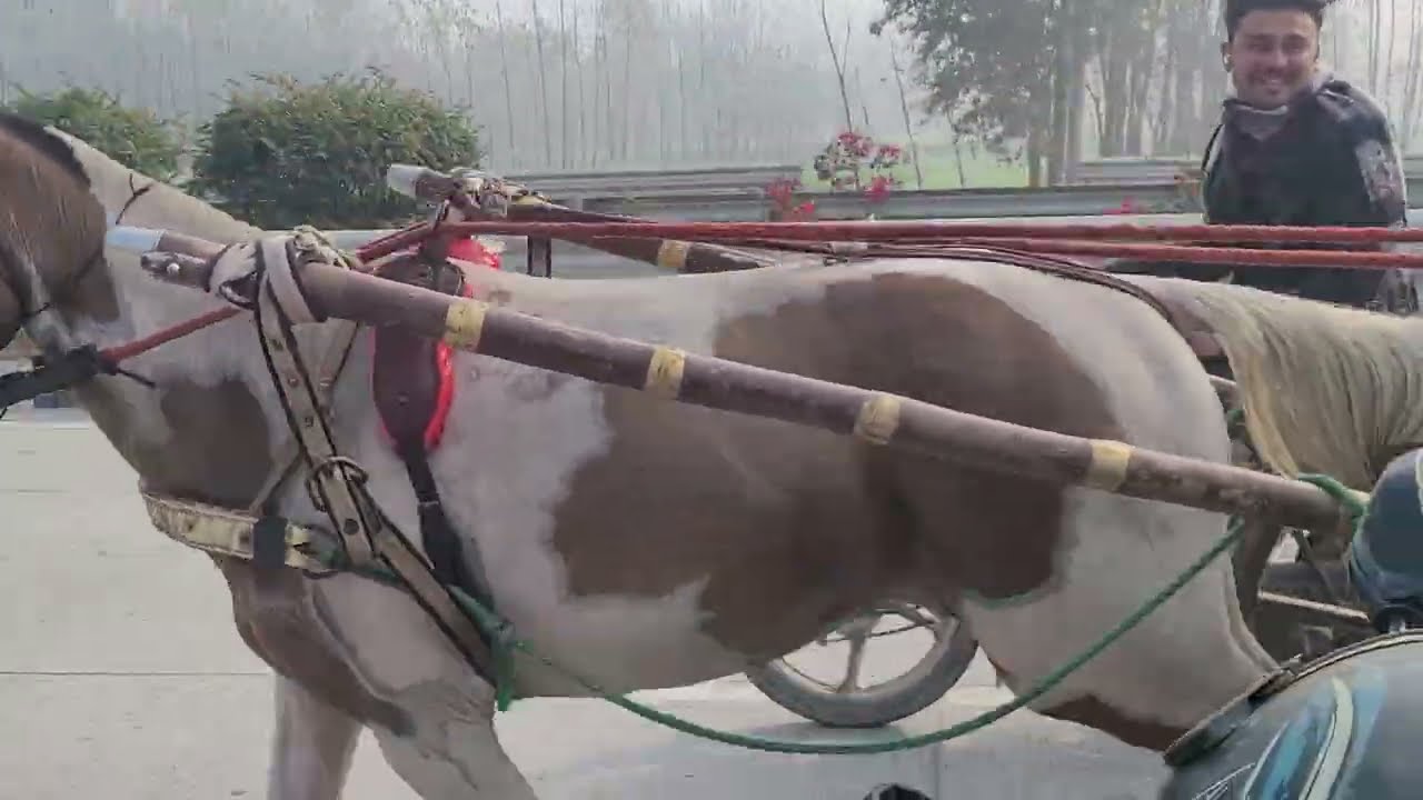 Salman Horse Race Saharanpur 10 Km 🥇🏆🐎#horse #horseracing #horserace 