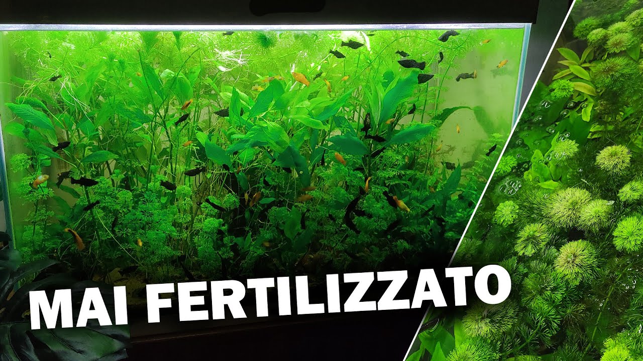 Questo Acquario non è mai stato Fertilizzato!