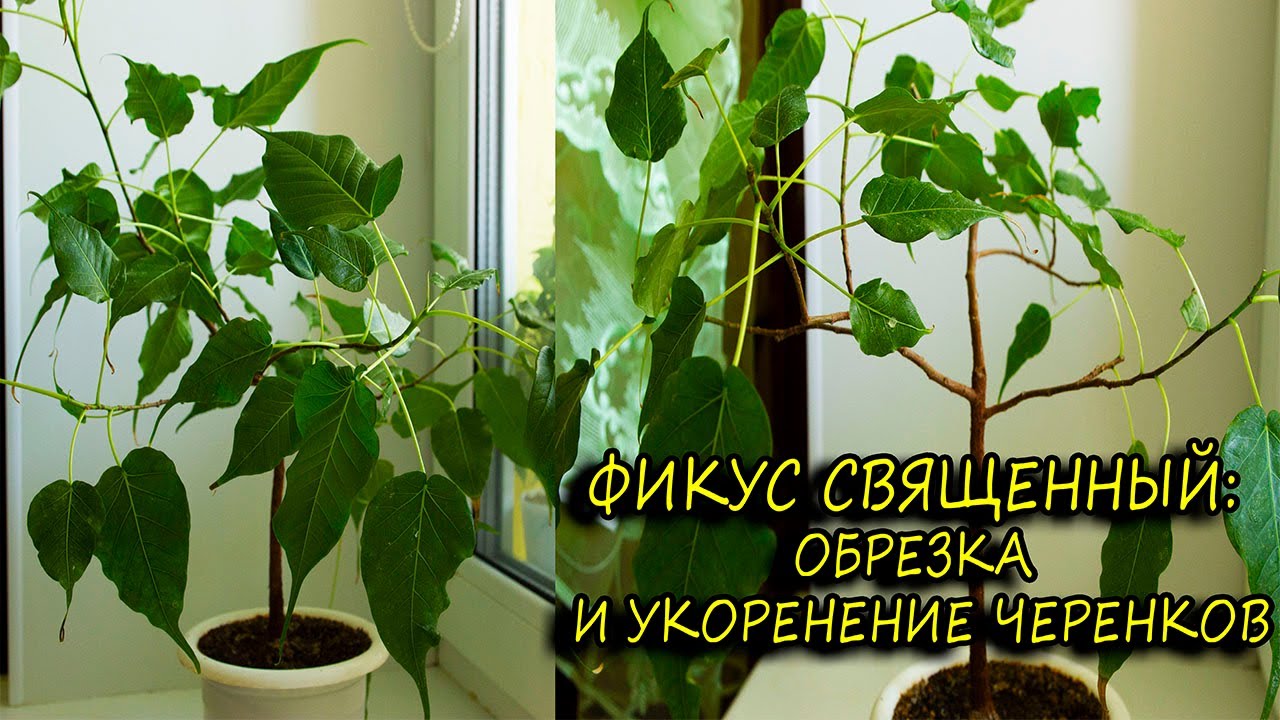 Фикус священный: обрезка и укоренение черенков. [Надежда и мир]