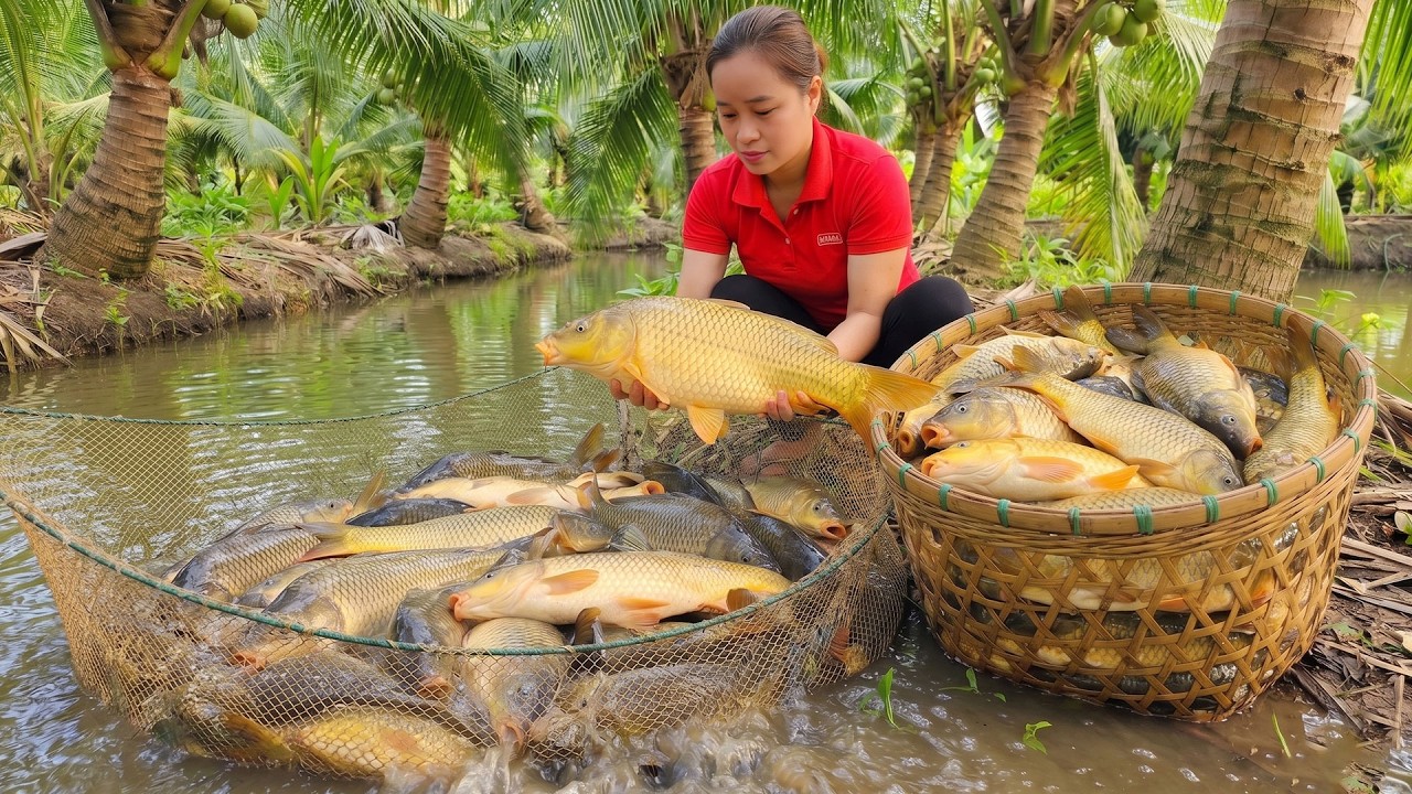 Harvesting Giant Carp Fish in the Village Pond and Selling at Market