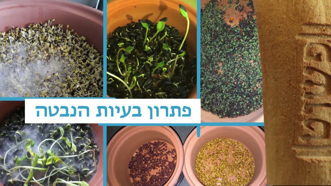 המדריך לפתרון בעיות בהנבטה