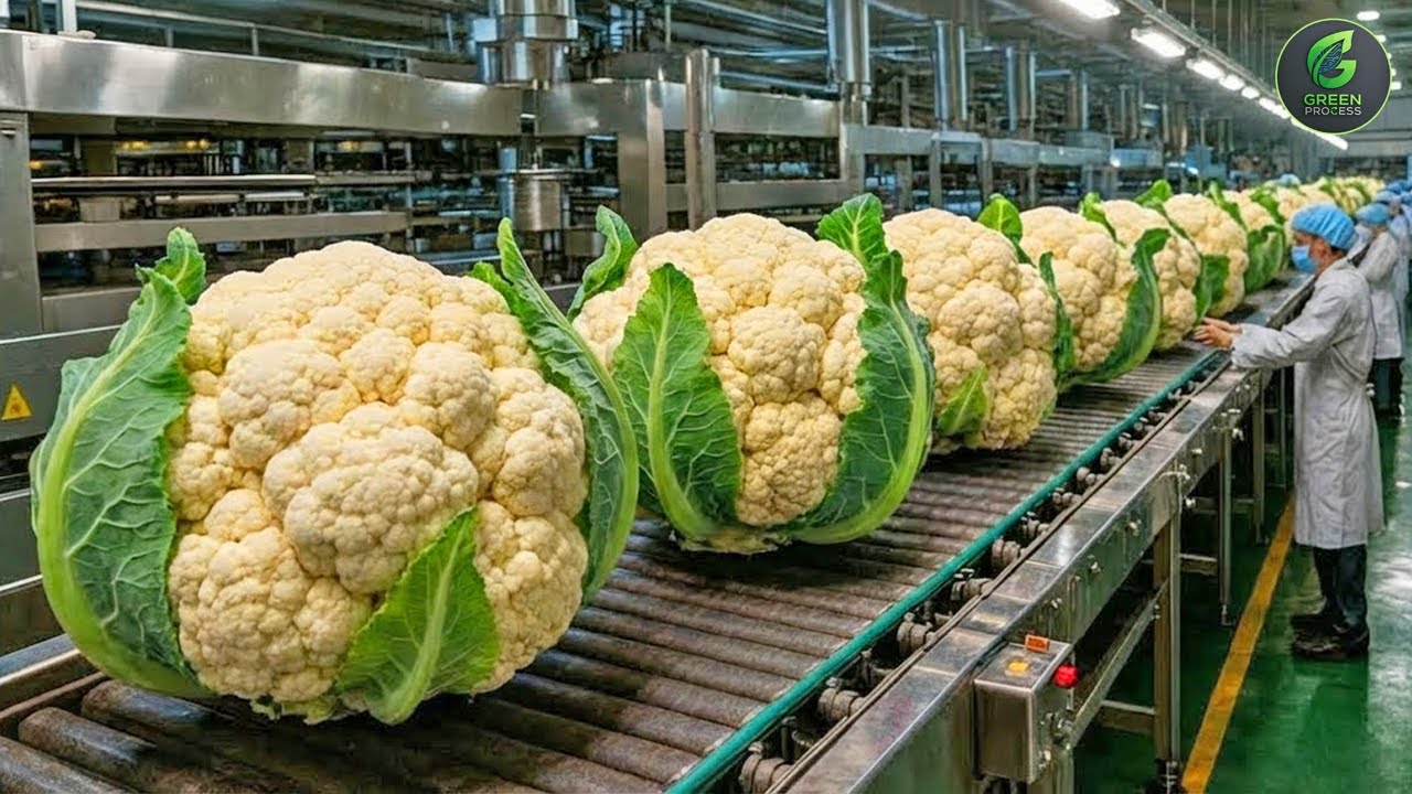 Inside The BIGGEST Cauliflower Farm & Factory - From Seed to Harvest (Full Process)