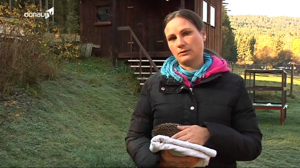 M&uuml;de im Garten -- wie Sie dem Igel &uuml;berwintern helfen